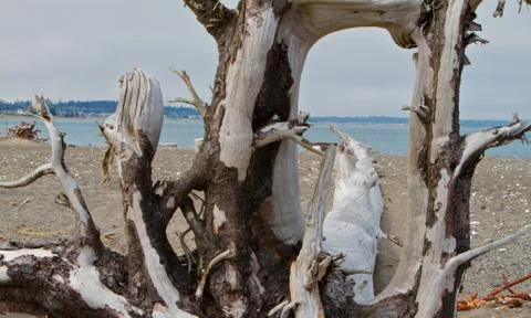 Large driftwood tree close up Stock Photos