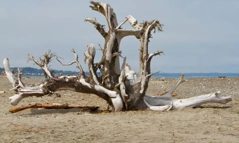 Large driftwood tree Stock Photos