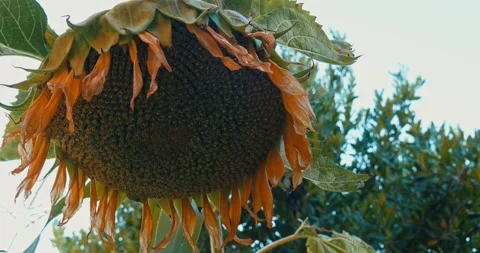 A large drooping sunflower head filled with ripe seeds Vídeos de archivo 339119432
