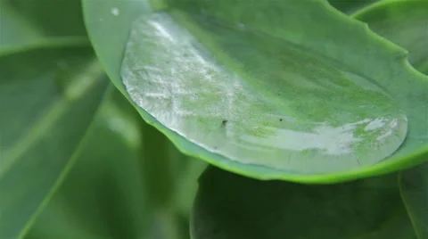 Large drop on a big green leaf Stock-Footage 52134814