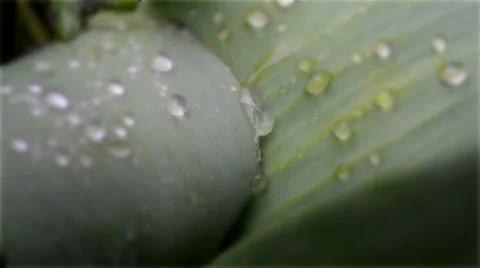 Large drop of rain on a flower Stock Footage 36836450