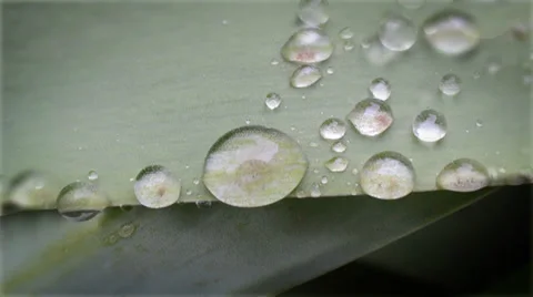 Large drop of rain on a flower Stock Footage 36836452