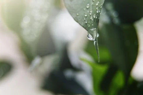A large drop of water flows down from the fresh green macro leaf. Nature back Stock Photos