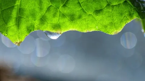 Large drop of water on a leaf Stock Footage 195854304