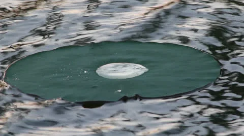 Large droplet on floating lily pad Video stock 25842636