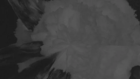 Large drops of black paint fall on the white surface and it is stain, leaving Stock Footage