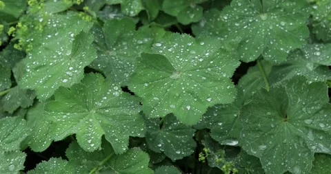 Large drops of dew after rain on the green leaves of the plant, macro Stock Footage 201252782