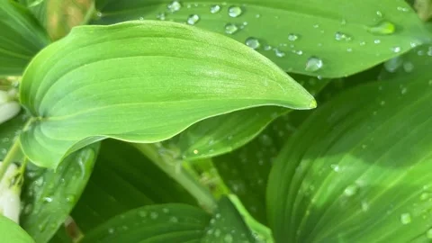 Large drops of dew on a green leaf. Stock Footage 236456518