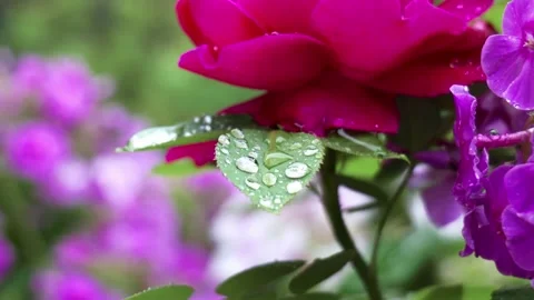 Large drops of dew on the green leaves of flowers Stock Footage 204808470