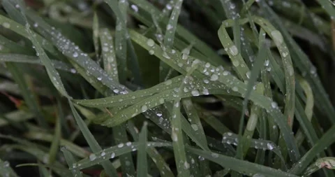 Large drops of dew or rain on the green grass. Stock Footage 150510523