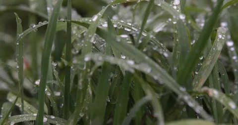 Large drops of dew or rain on the green grass. Stock Footage 150510530