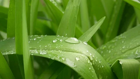 Large drops of dew, water on green leaves Stock Footage 179901786