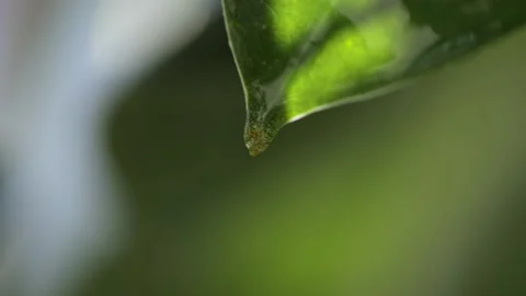 Large drops flow down from the leaf Stock Footage 195854329