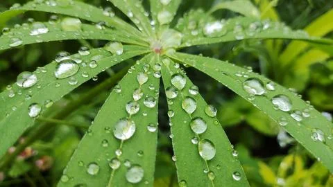 Large drops on the leaves. drops on green leaves close-up. Small drops of w.. Stock Photos