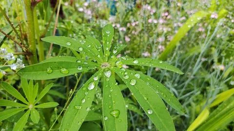 Large drops on the leaves. drops on green leaves close-up. Small drops of w.. Foto stock