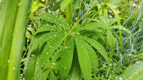 Large drops on the leaves. drops on green leaves close-up. Small drops of w.. Foto stock