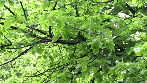 Large drops of rain on the background of green leaves of the tree. Stock Footage 107271414