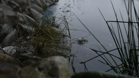 Large drops of rain fall Stock Footage 121882310