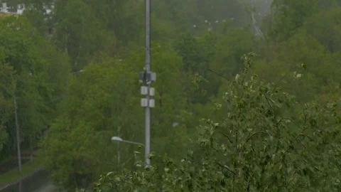 Large drops of rain fall on the trees. Strong wind. Video stock 76426770