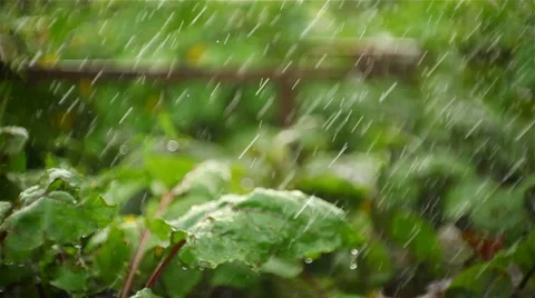 Large drops of rain falling on plants Stock Footage 8525483