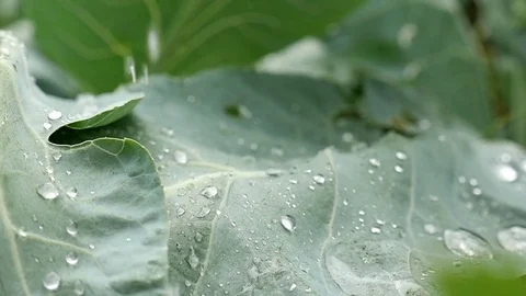 A large drops of rain falls on a leaf. Macro shooting Stock Footage 71252676