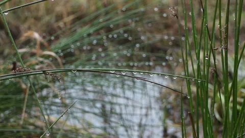 Large drops of rain on green stems, autumn rainy landscape Stock Footage 256154037