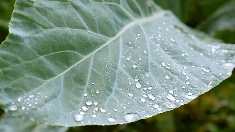 A large drops of rain lies on a leaf. Macro shooting Video stock 71252434