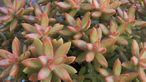 Large drops rain over close view of set of fleshy cactus flowers in slow motion Stock Footage 128296794