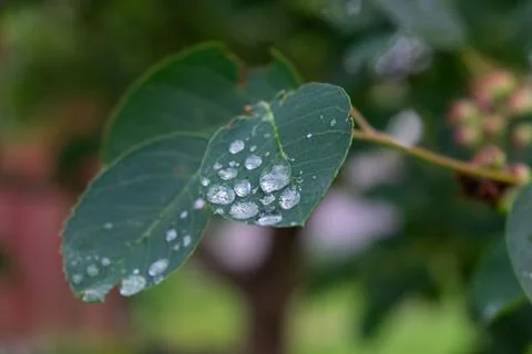 Large drops of silver dew on the foliage of a young tree after a heavy pourin Stock Photos