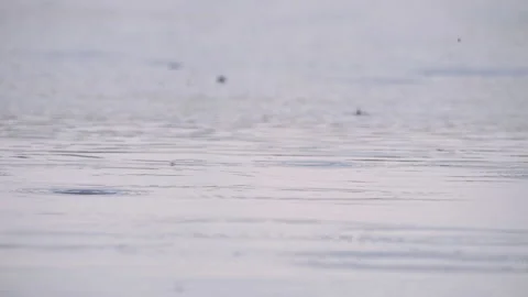 Large drops in summer close-up fall on the surface of the water, making many Stock Footage 229029736