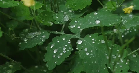 Large drops of water on sheets of celandine during rain Stock Footage 190961843