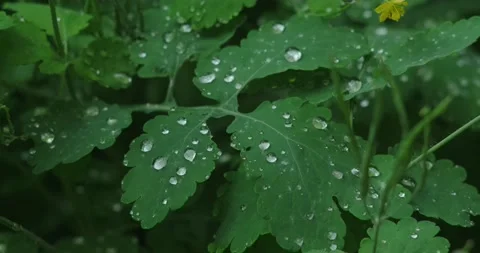 Large drops of water on sheets of celandine during rain Stock Footage 190962044