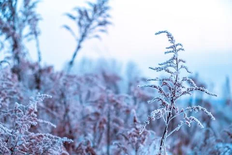 Large dry field grass covered with hoarfrost against the blue and pink sky .. Stock Photos