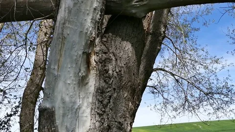 Large dry poplar tree, broken through storm Stock Footage 108243257