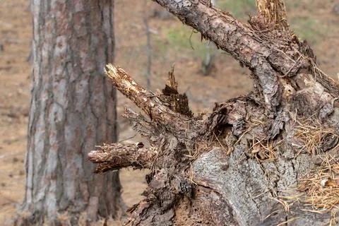 Large dry root of a fallen pine tree.The consequence of strong winds in the f Stock Photos