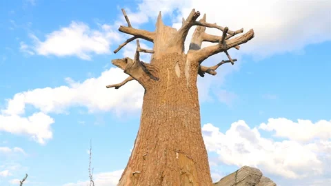 A large dry tree in a field against a blue sky. The dried branches of trees. The Stock Footage 119112379