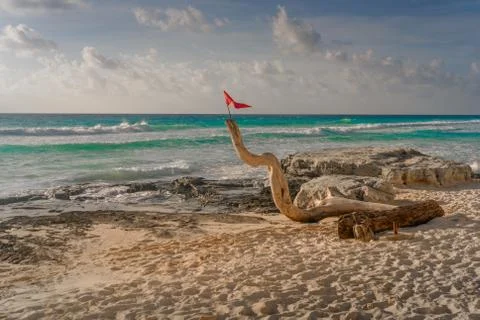Large dry tree trunk on the beach at dawn. Stock Photos