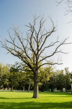Large dry tree without leaves and on green leaves, concept of dryness surroun Stock Photos