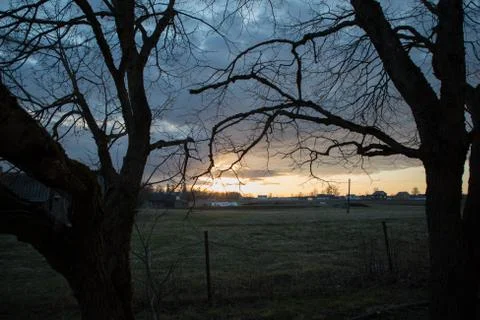 Large dry trees against the sunset background Stock Photos