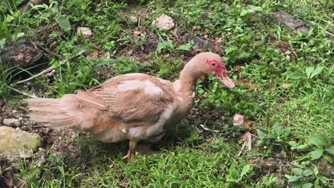 Large duck in the backyard garden Stock Footage 338421432