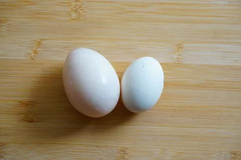 Large duck eggs on the left and standard chicken egg on the right Stock Photos