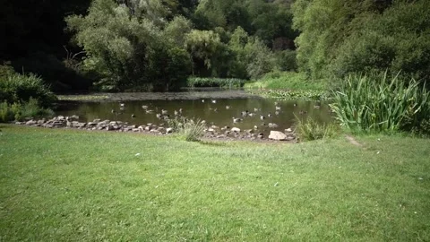 A large duck pond with lots of ducks and associated water vegetation. Stock Footage 134568407