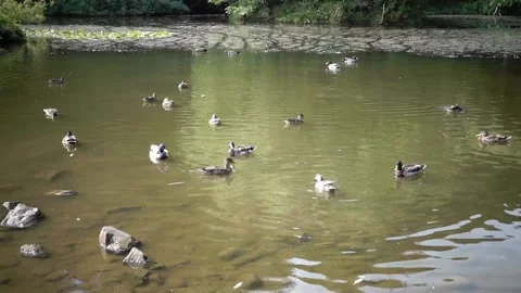 A large duck pond with lots of ducks and associated water vegetation. Stock Footage 134568508