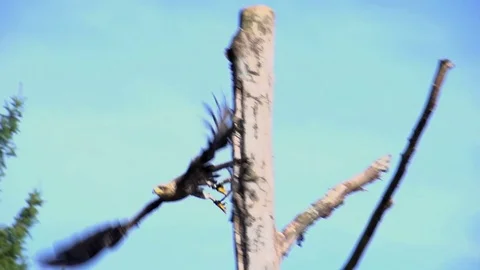 Large eagle bird flying in slow motion. wildlife animals background Stock Footage 72864955