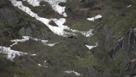A large eagle flies against the backdrop of mountains in slow-mo in norway Stock Footage 225535018