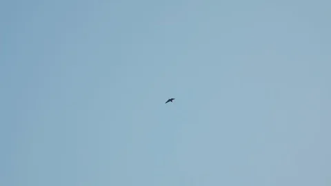 A large eagle flying in the blue sky above the Taj Mahal Stock Footage 126905126