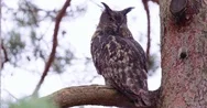 Large Eagle Owl Sitting On A Branch In A Tree Stock Footage