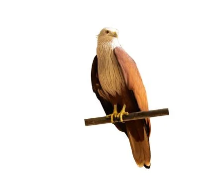 A large eagle perched on a branch 스톡 사진