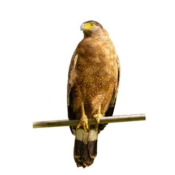 A large eagle perched on a branch 스톡 사진