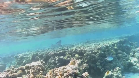 Large Eagle Ray Swimming from Coral Reef Over Sandy Seabed, Marsa Alam, Egypt Video stock 342651809
